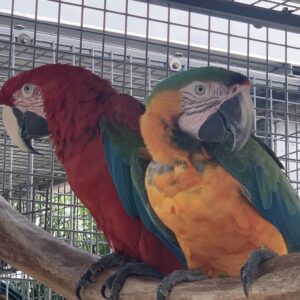 Rescued parrots