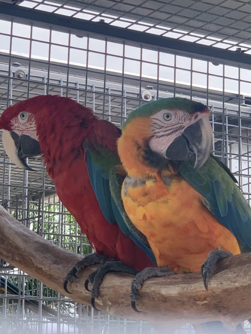 Rescued parrots