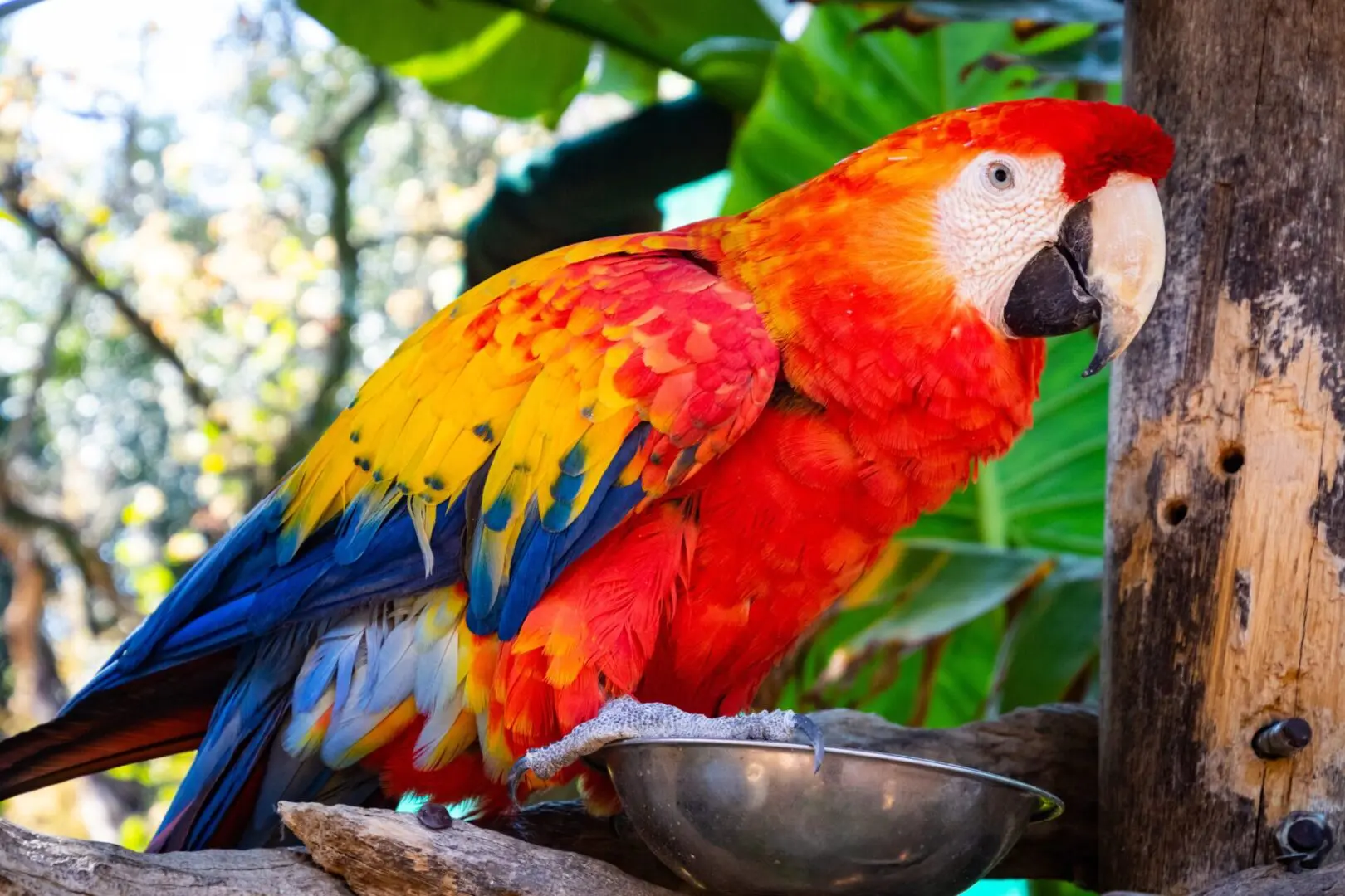 pexels-magda-ehlers-1427447 A colorful parrot standing on the branch of a tree.