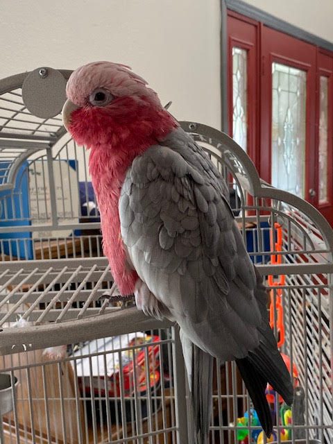 Pinky the rescued parrot